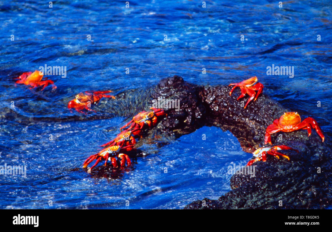 Equador: Red crabs entering the Galapagos Islands Beach Stock Photo - Alamy