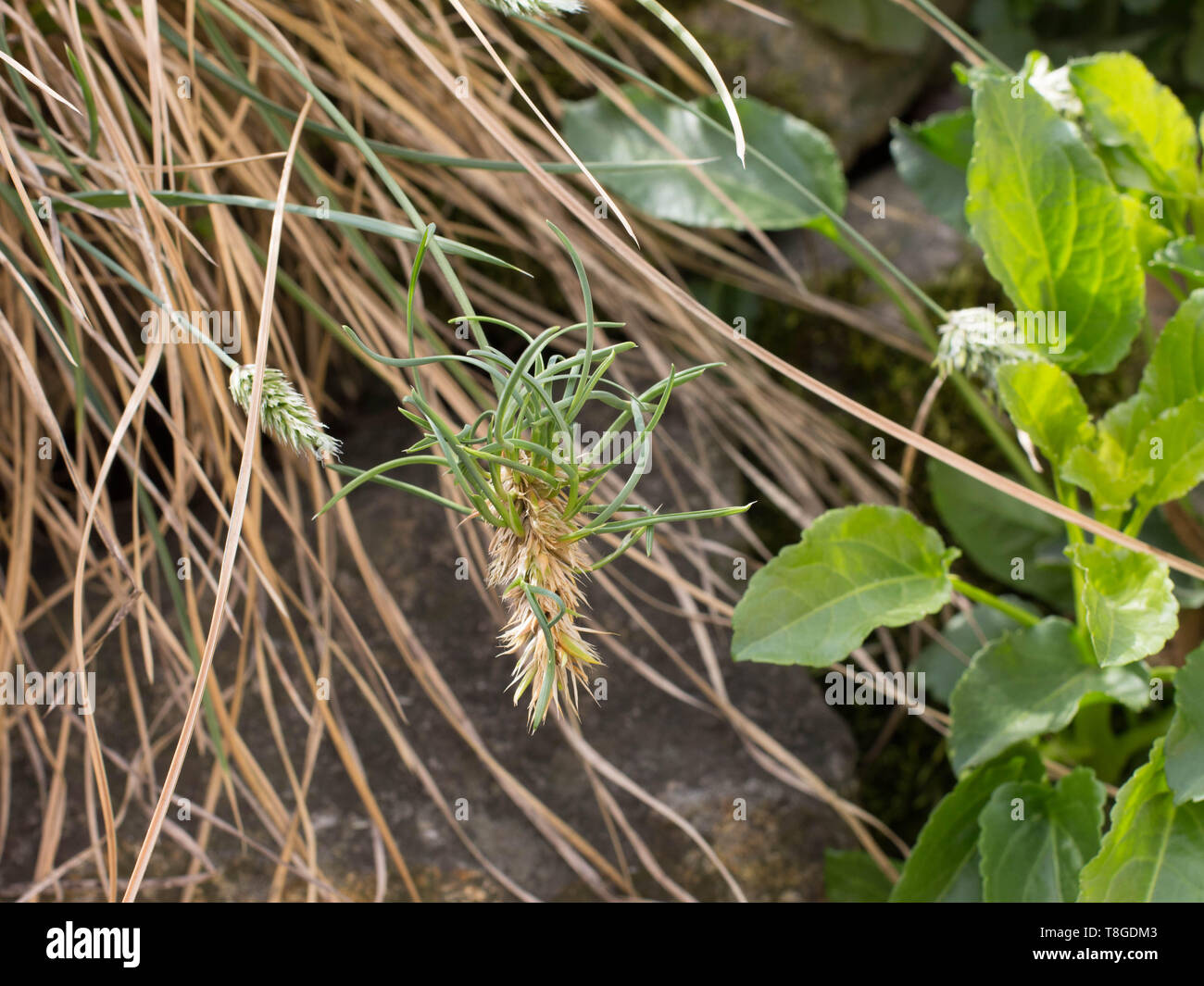 Vivipary flowers of the grass Sesleria rigida Stock Photo