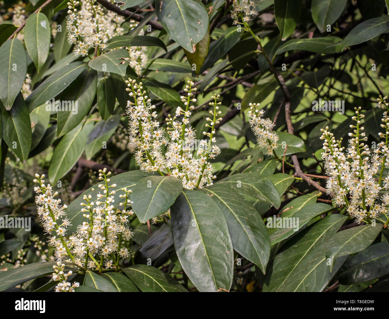 Dark Green Leaves And White Flowers Of Cherry Laurel Prunus Dark Green Leaves And White Flowers Of Cherry Laurel Prunus