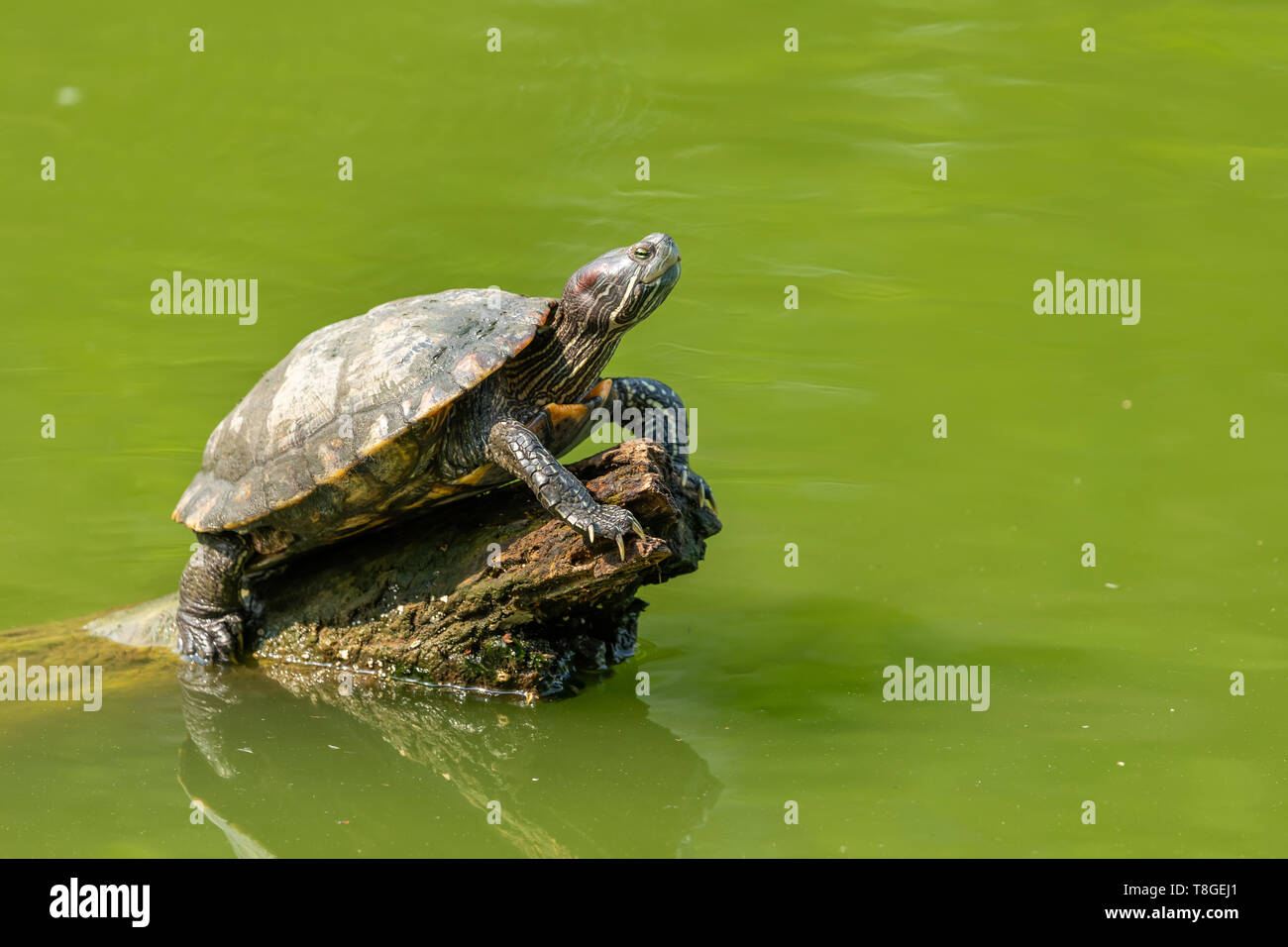 Pond slider turtle resting on tree stump in a pond Stock Photo