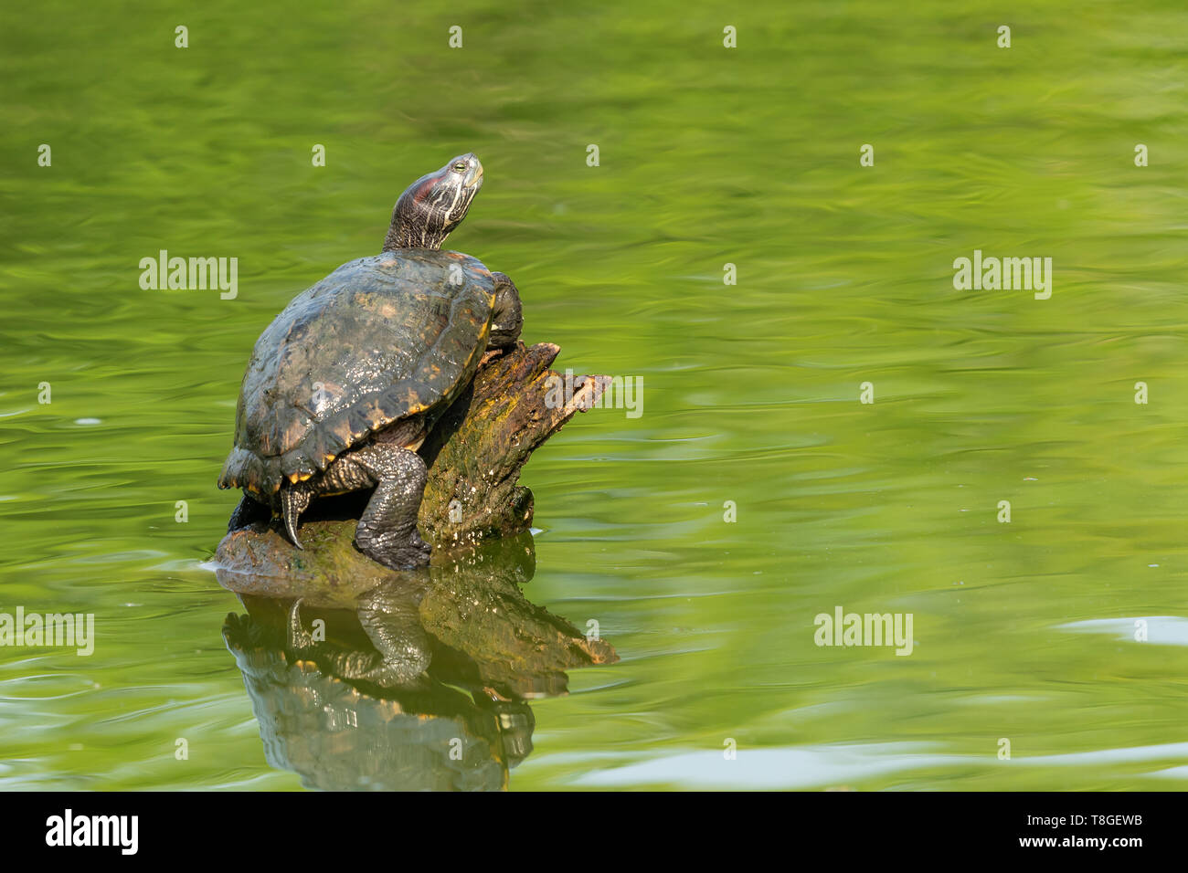 Pond slider turtle resting on tree stump in a pond Stock Photo
