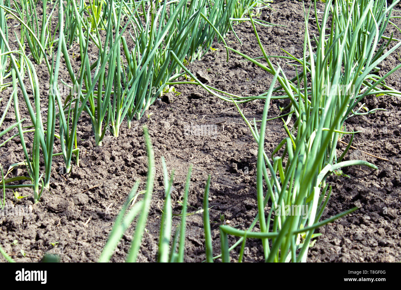 Green onions plantation in summer hi-res stock photography and images ...