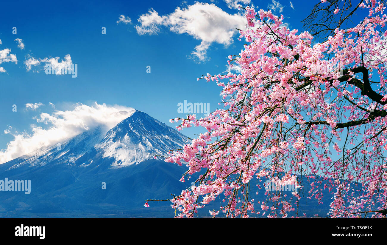 Fuji mountain and cherry blossoms in spring, Japan Stock Photo - Alamy