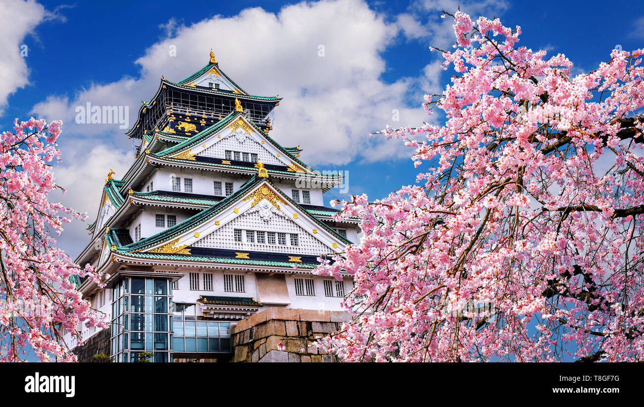 Cherry blossoms and castle in Osaka, Japan. Stock Photo