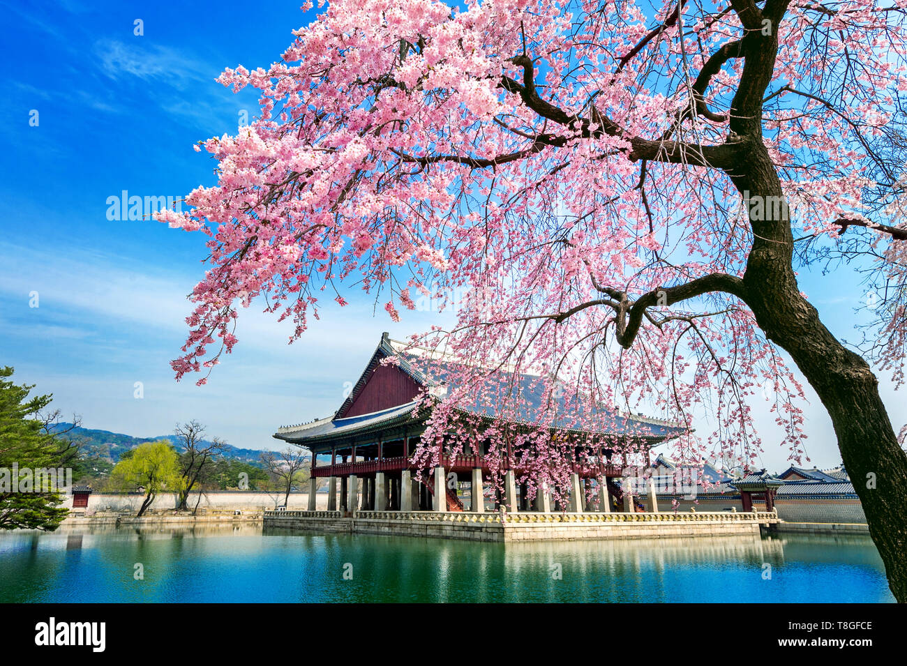 Korean Cherry Blossom Flowers In Hi res Stock Photography And Images 