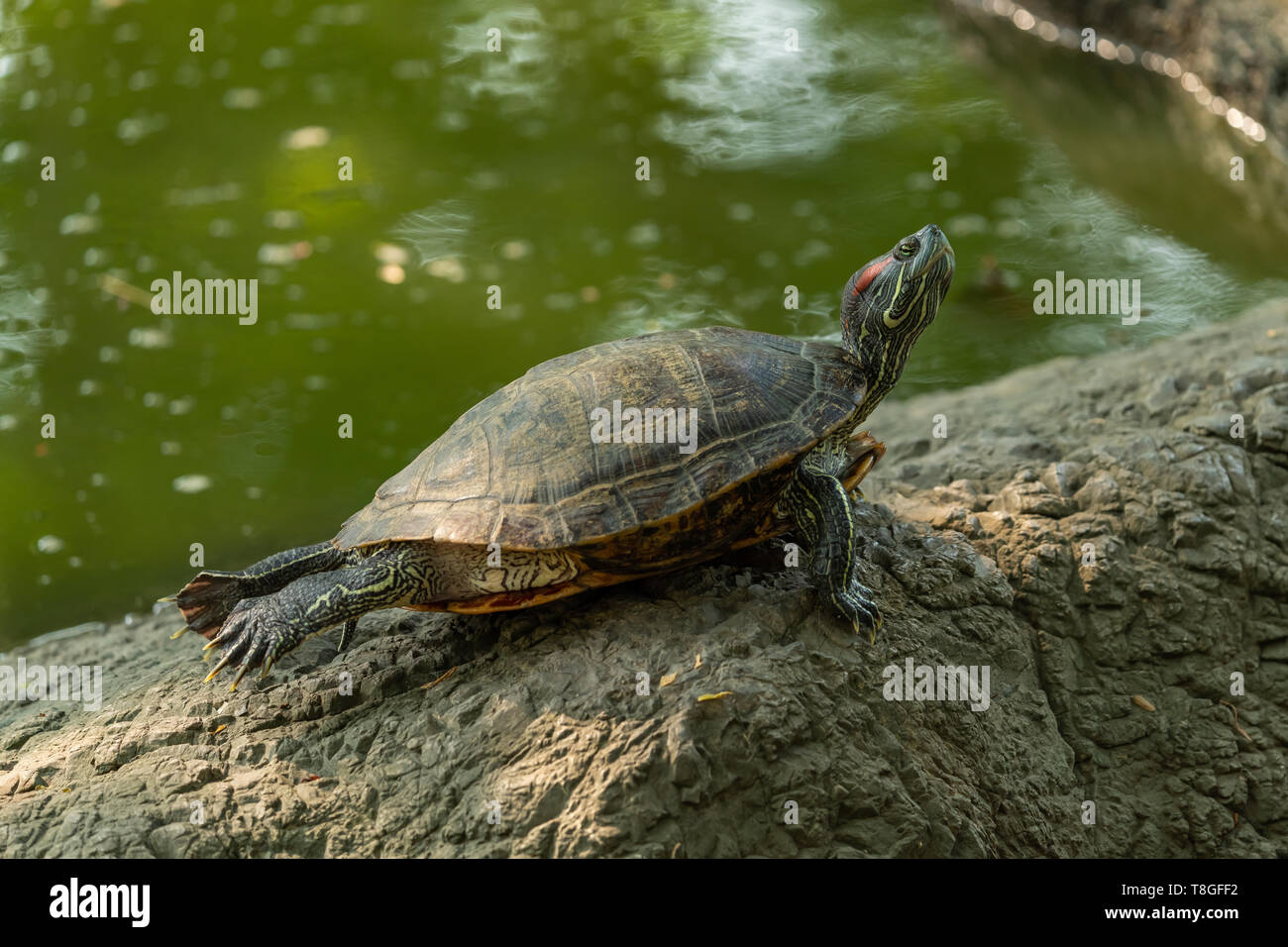 Pond slider turtle resting on rock while stretching its back legs near ...