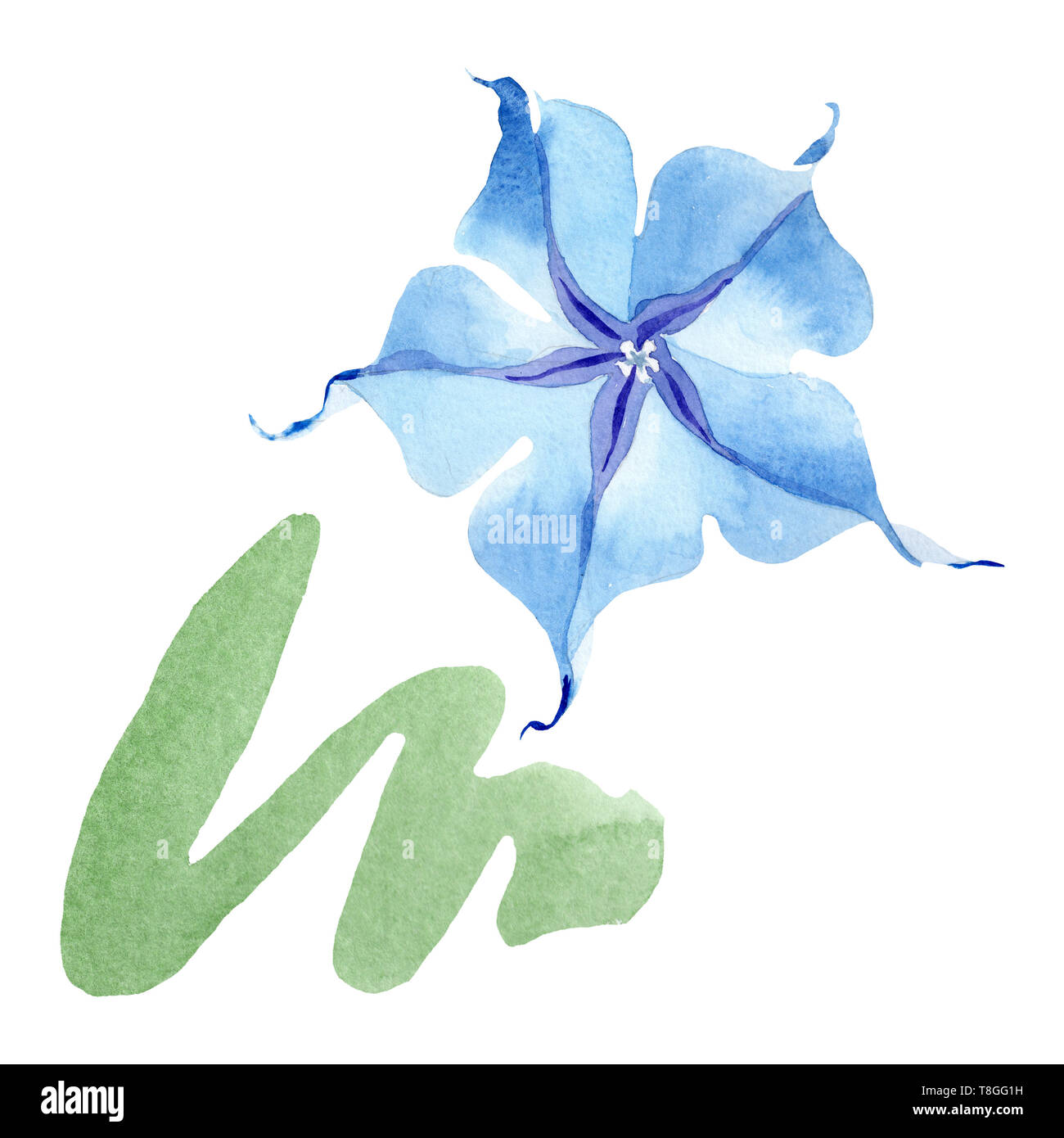 Blue brugmansia floral botanical flowers. Watercolor background set