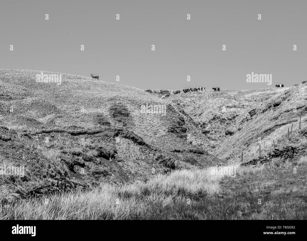 Our yorkshire farm Black and White Stock Photos & Images Alamy