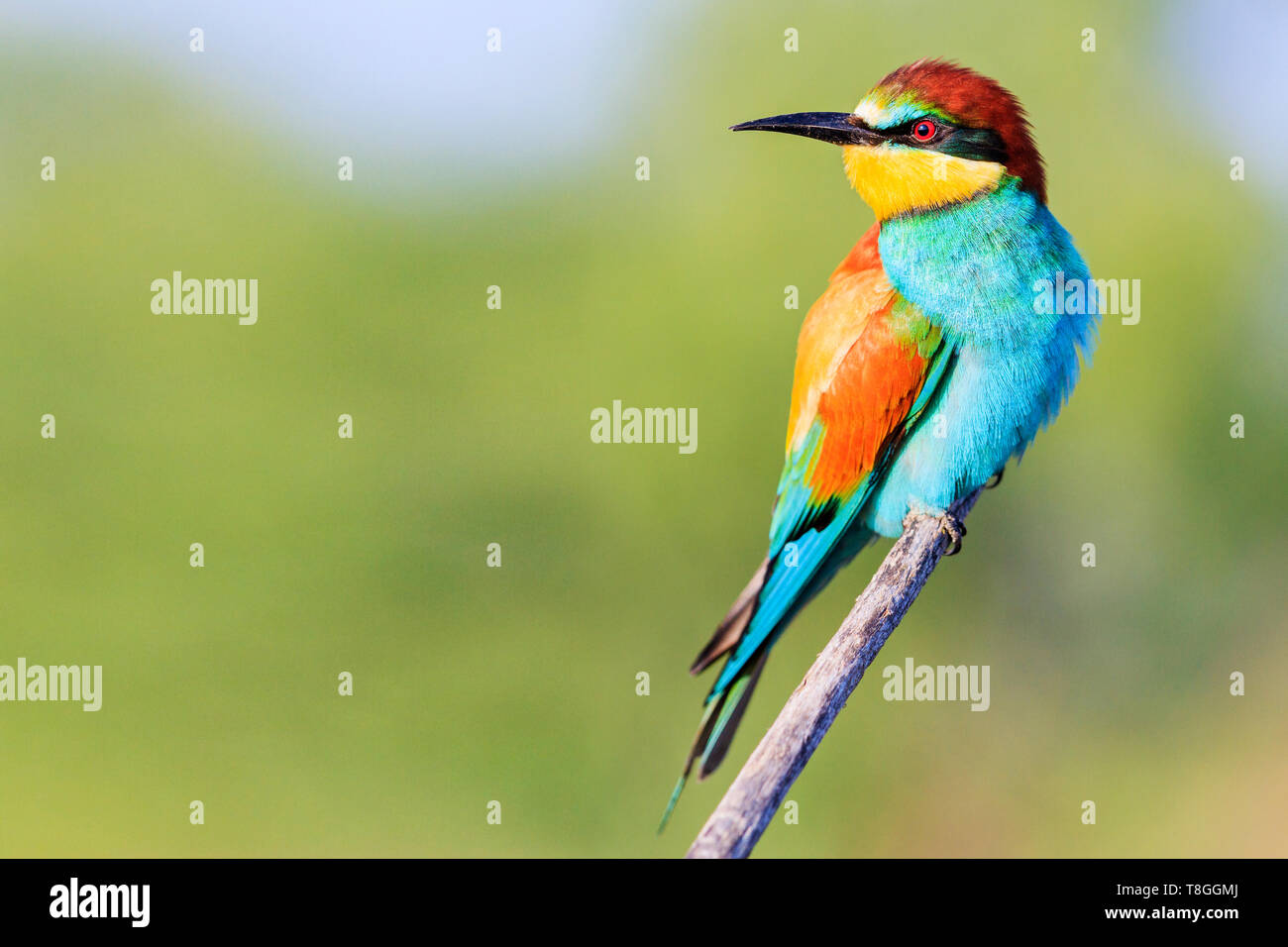 beautiful bird with bright feathers sits on a branch and looks away ...