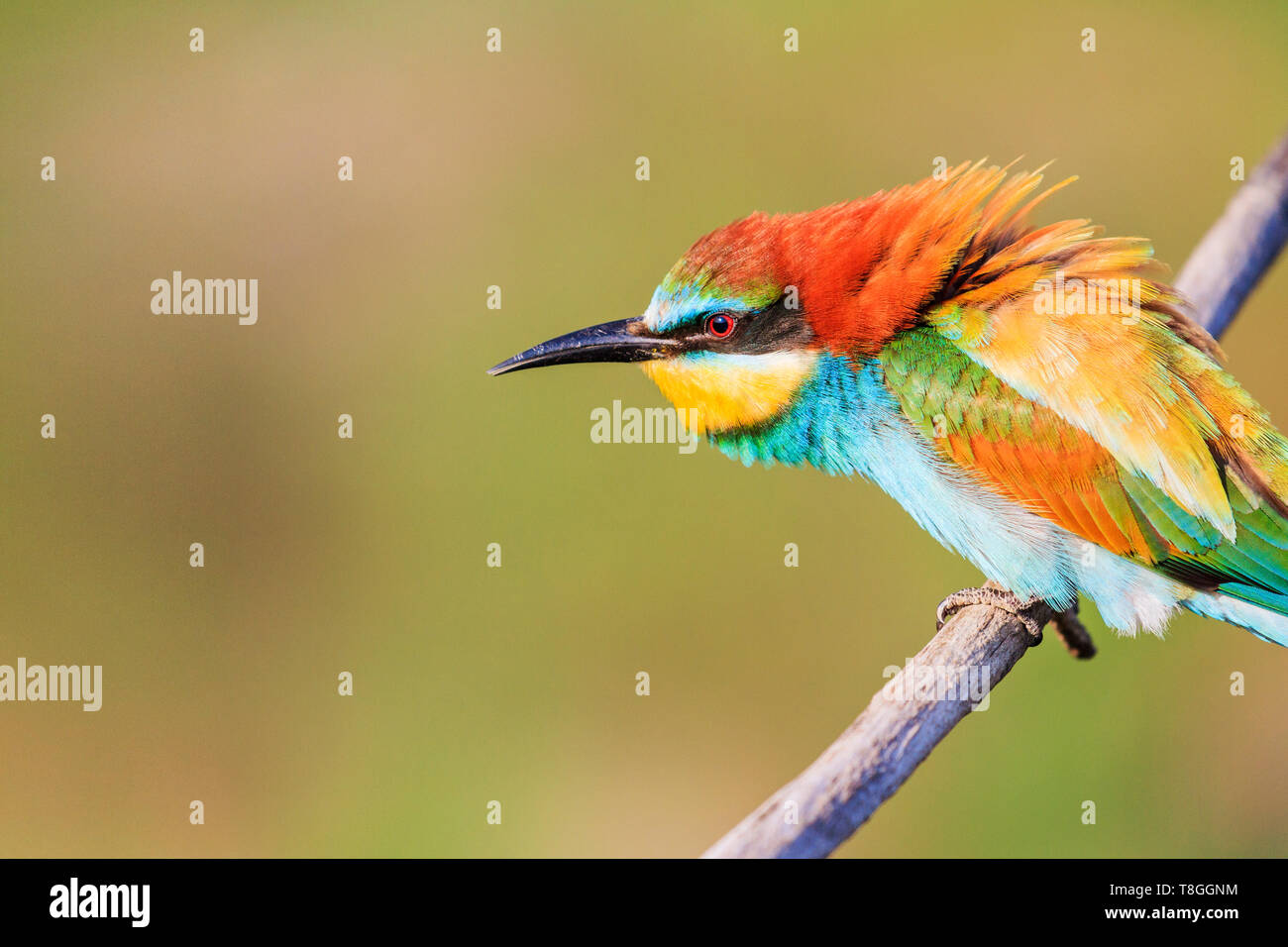 bee-eater looks away with interest Stock Photo