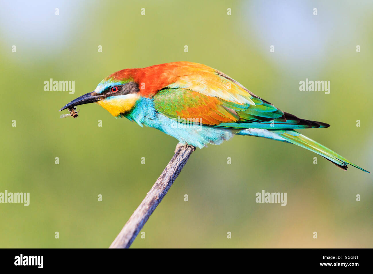 bee-eater sits on a branch with a bee in its beak Stock Photo