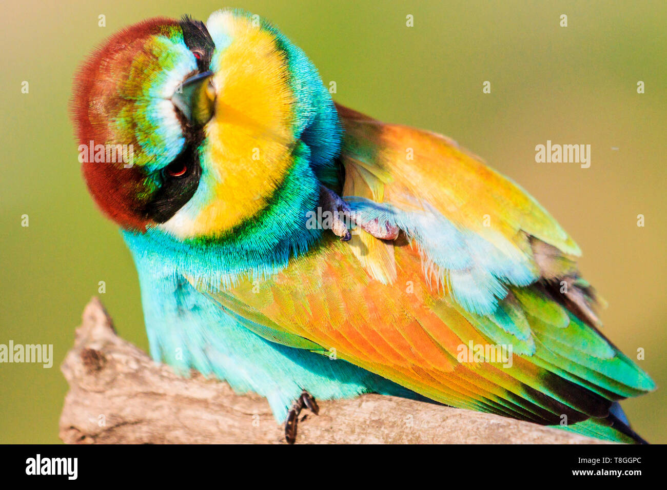 cute furry muzzle colorful birds Stock Photo
