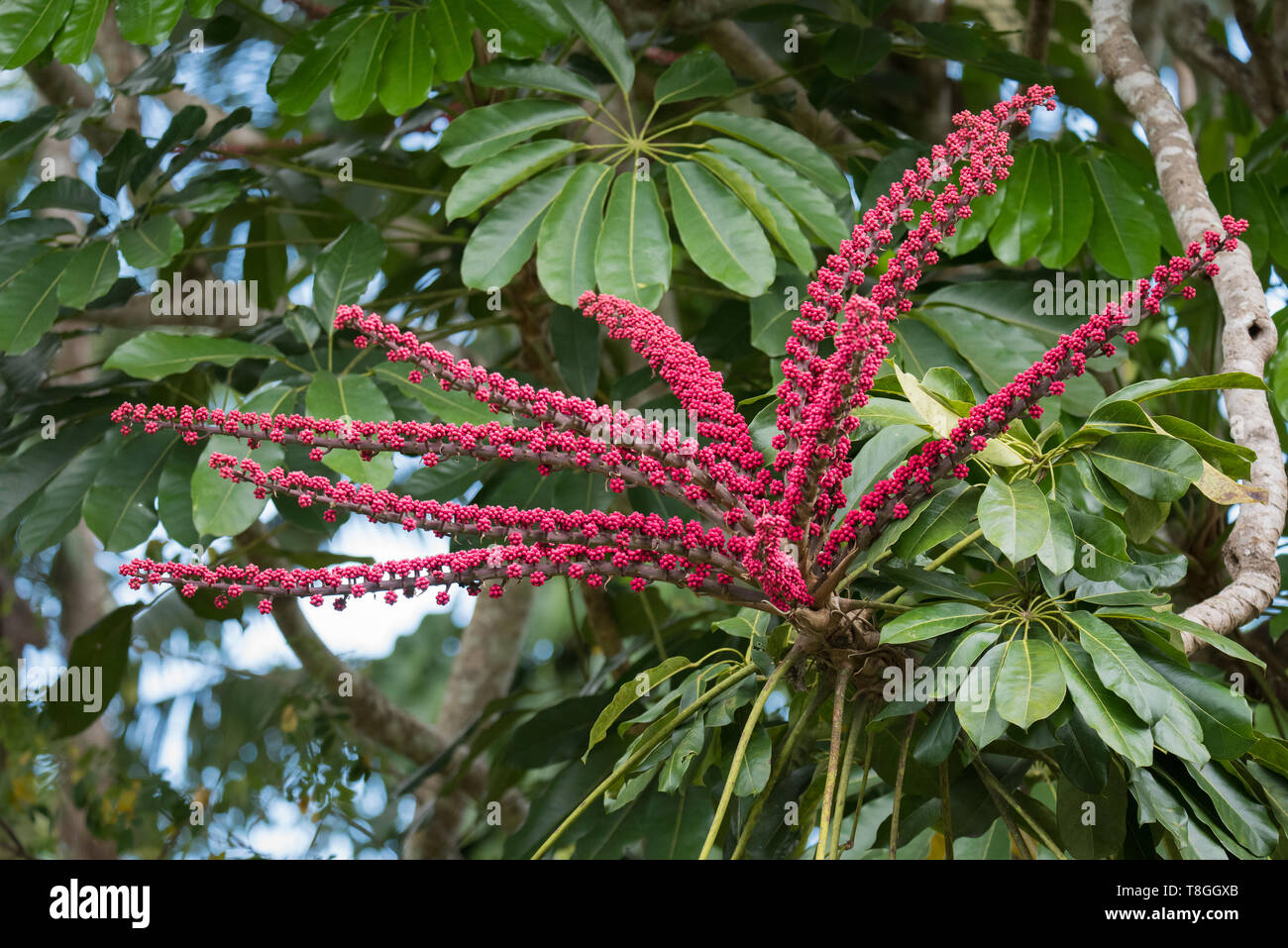 The fruit of an Australian Umbrella Tree (Schefflera actinophylla) in its native rainforest near Kuranda, Queensland. Stock Photo