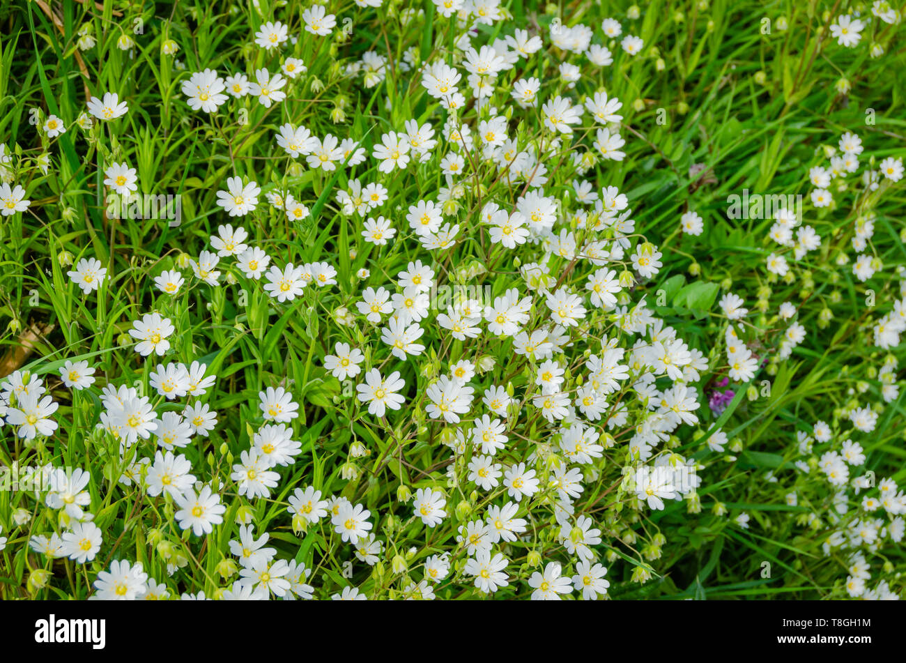 Small wild flowers with white petals and yellow stamen on green stems and leaves. Stock Photo