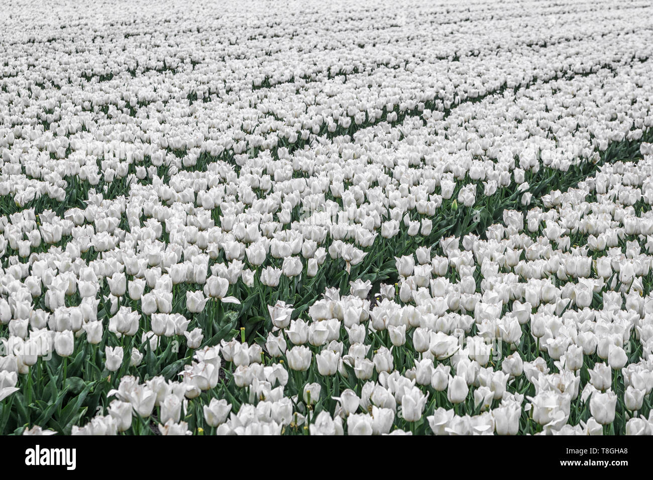 White tulips rows in hi-res stock photography and images - Alamy