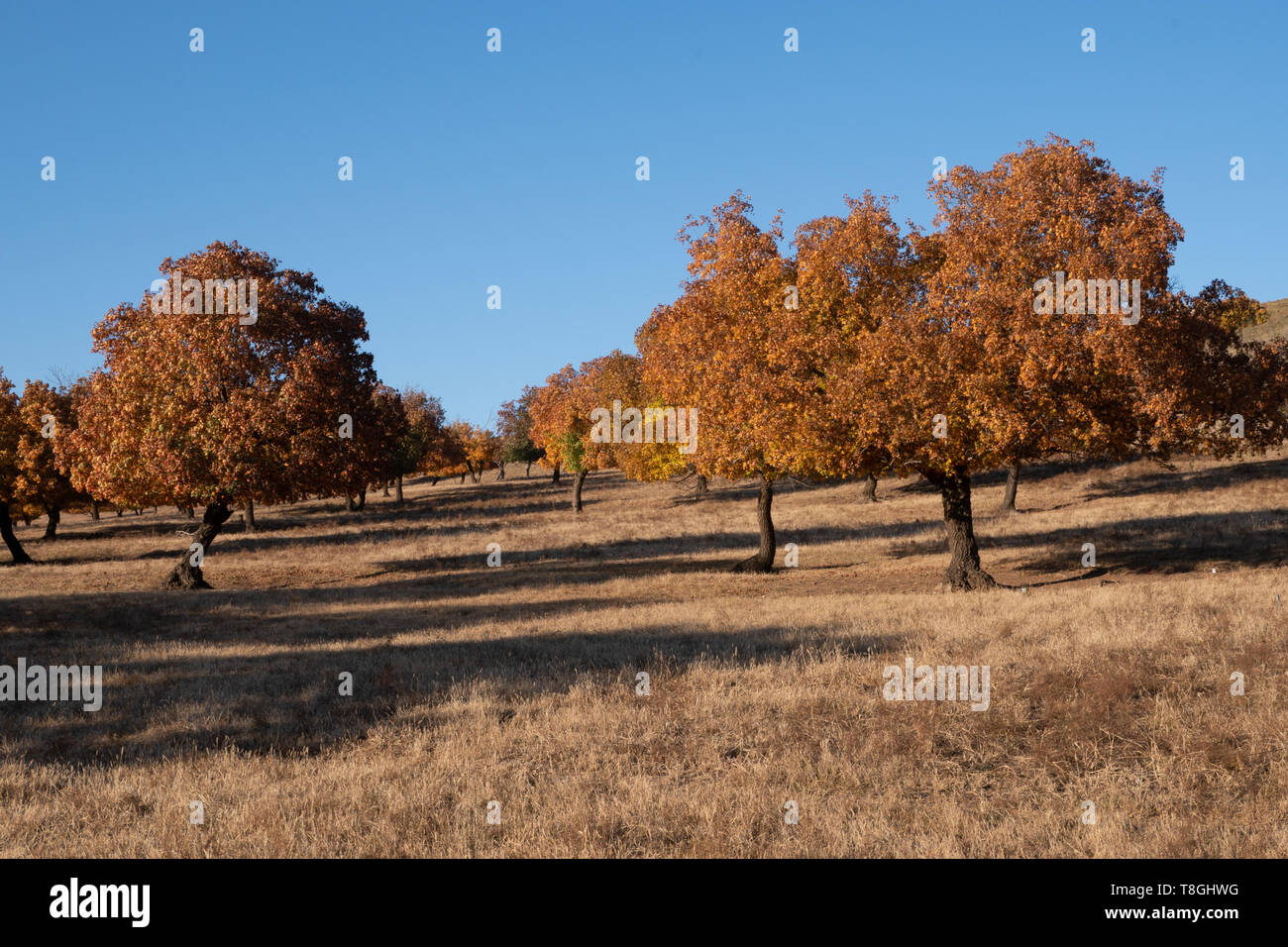 Maple tree forest against blue sky during autumn Stock Photo - Alamy