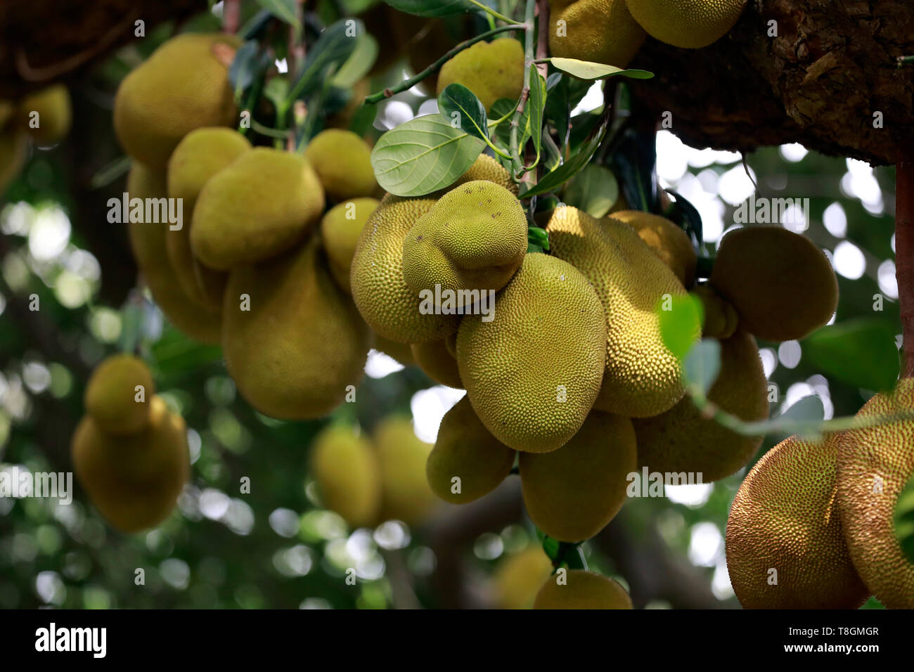 National fruits of bangladesh hires stock photography and images Alamy