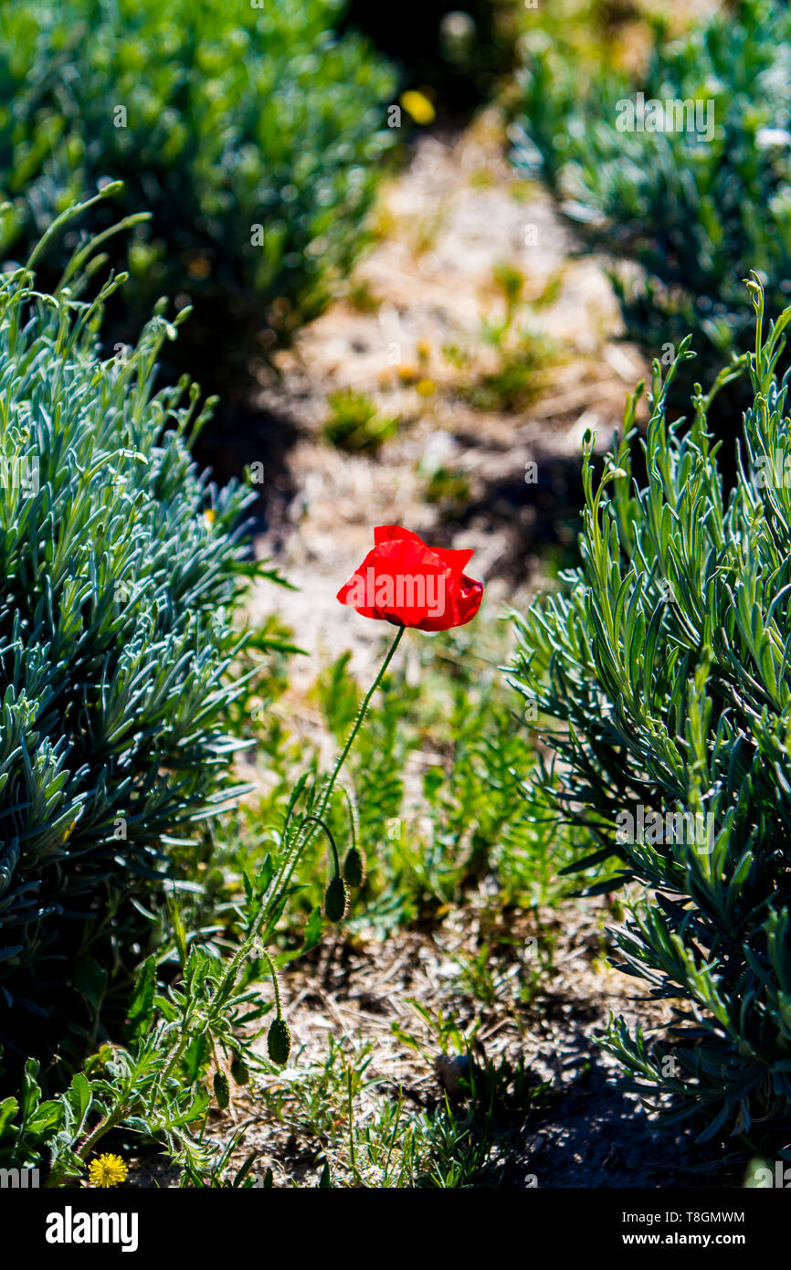 Poppy fields in south france hi-res stock photography and images - Alamy