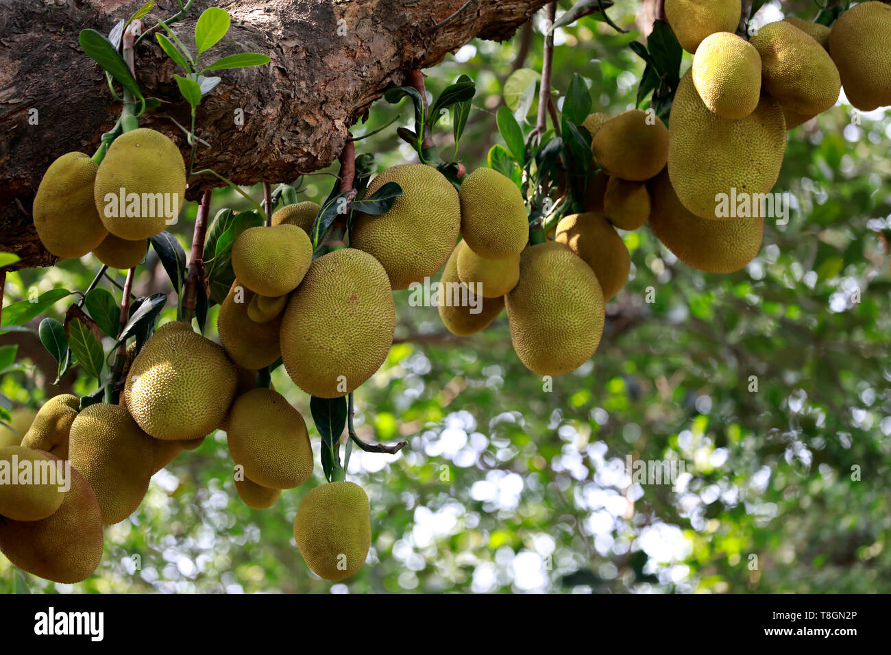 Dhaka, Bangladesh May 11, 2019 Jackfruit is the national fruit of