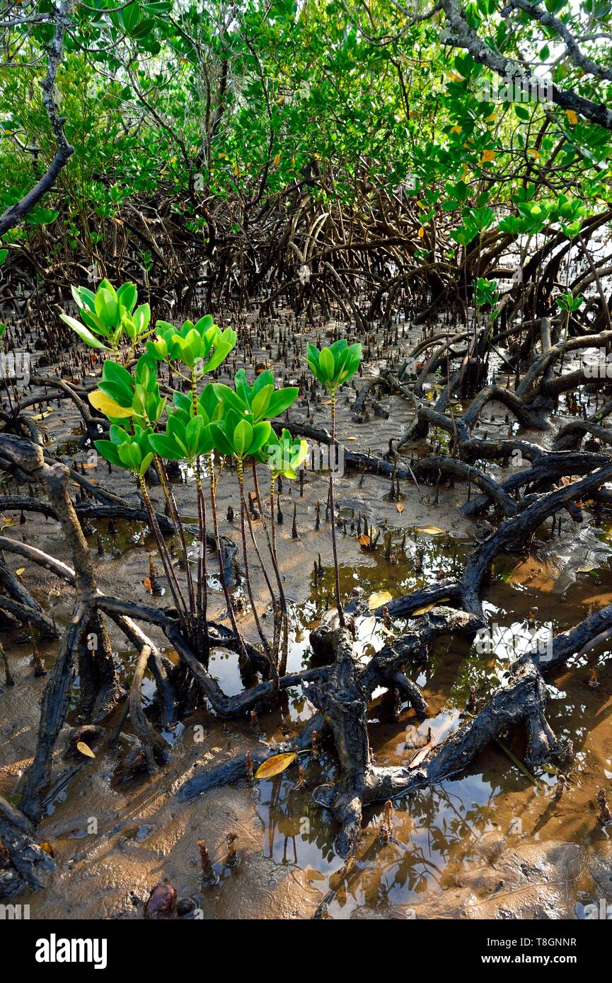 Kani kani hires stock photography and images Alamy