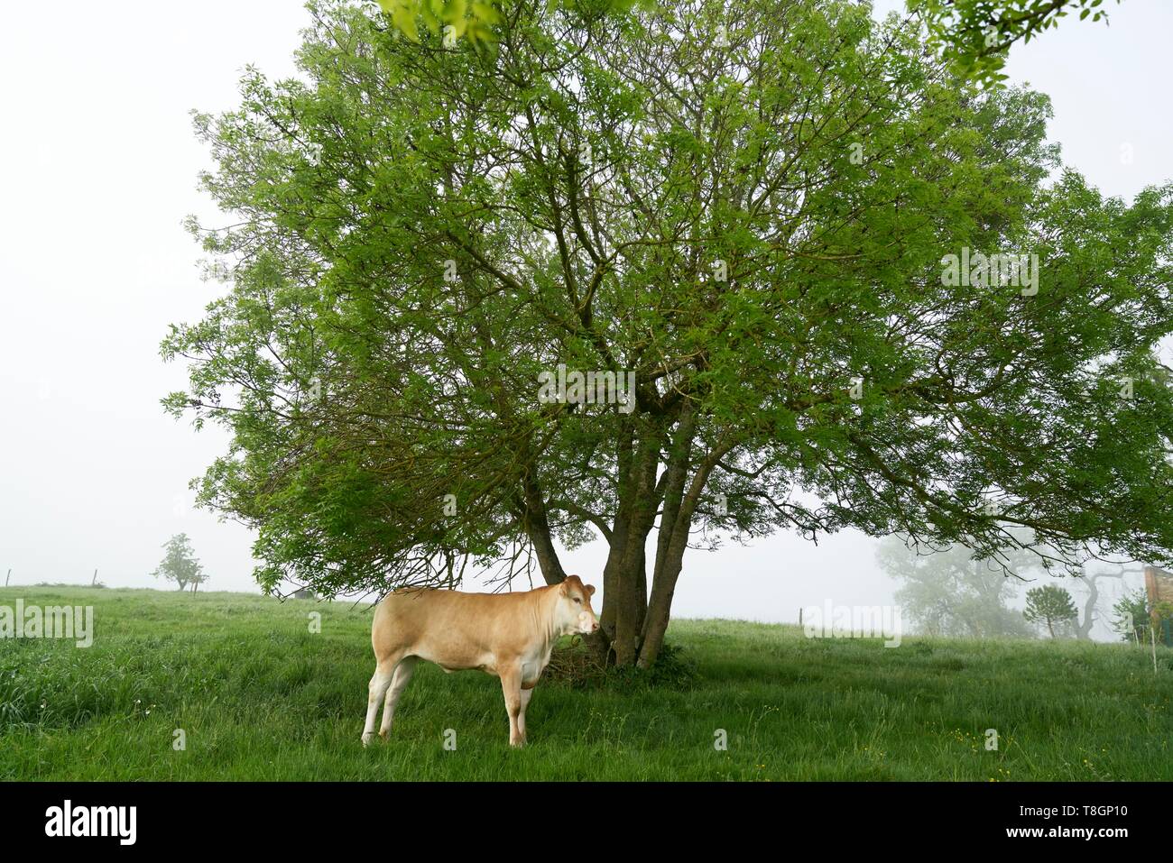 France, Tarn, Montdurausse, Les Viarnels, Damien Blanc, breeder of Limousin cows Stock Photo