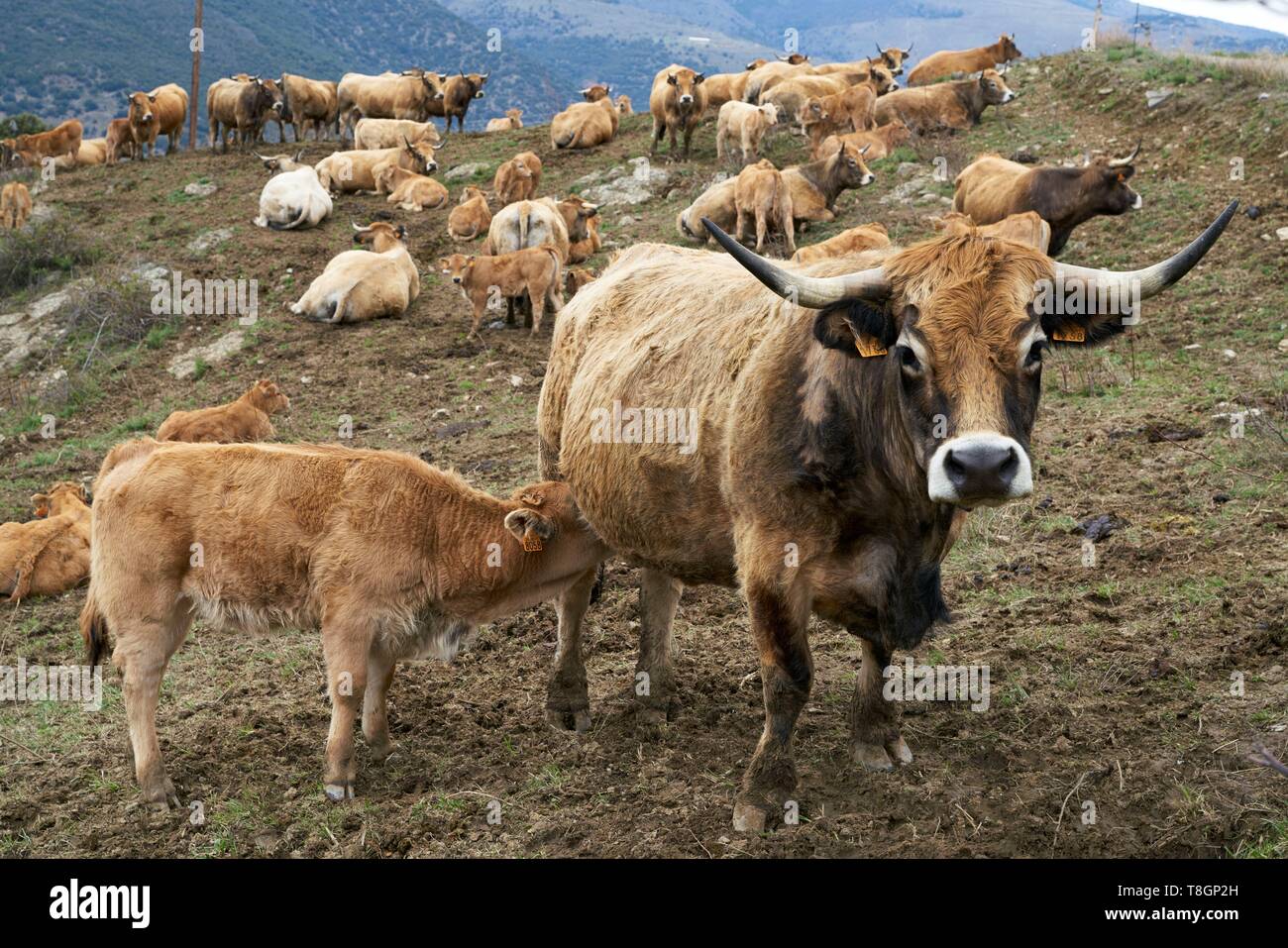 France, Pyrenees Orientales, Souanyas, breeding of calf and Vedell of Catalan Pyrenees, IGP label, Guy Bobe breeder Stock Photo