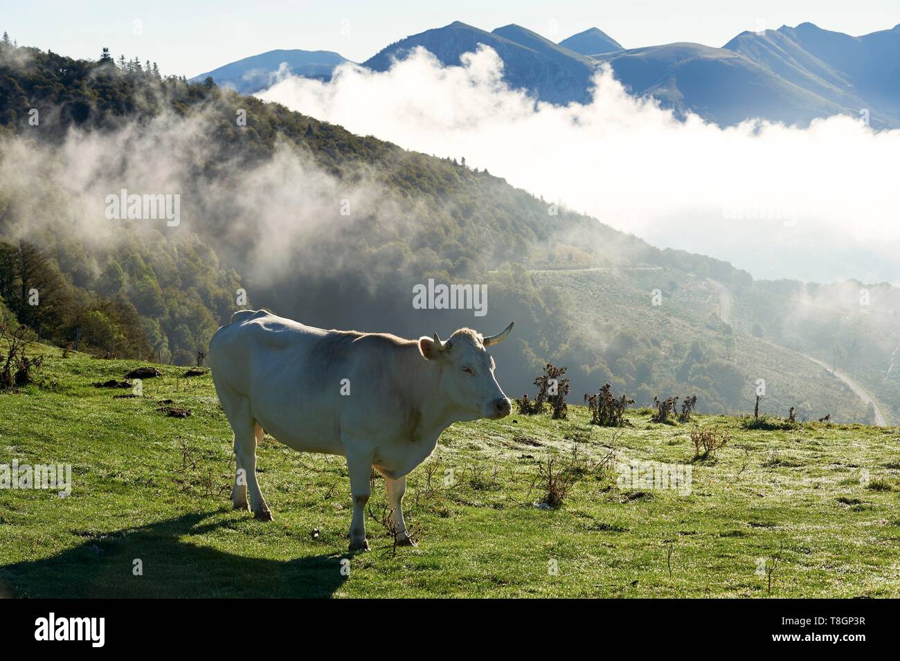 France, Hautes Pyrenees, Aspin Pass (1490 m), Blondes d'Aquitaine cow Stock Photo