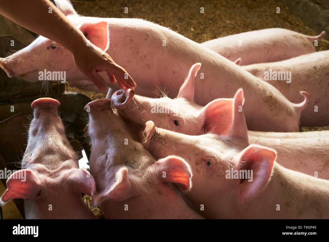 France, Hautes Pyrenees, Tournay, breeder of white pigs, Christelle Duran Carrere Pomes Stock Photo