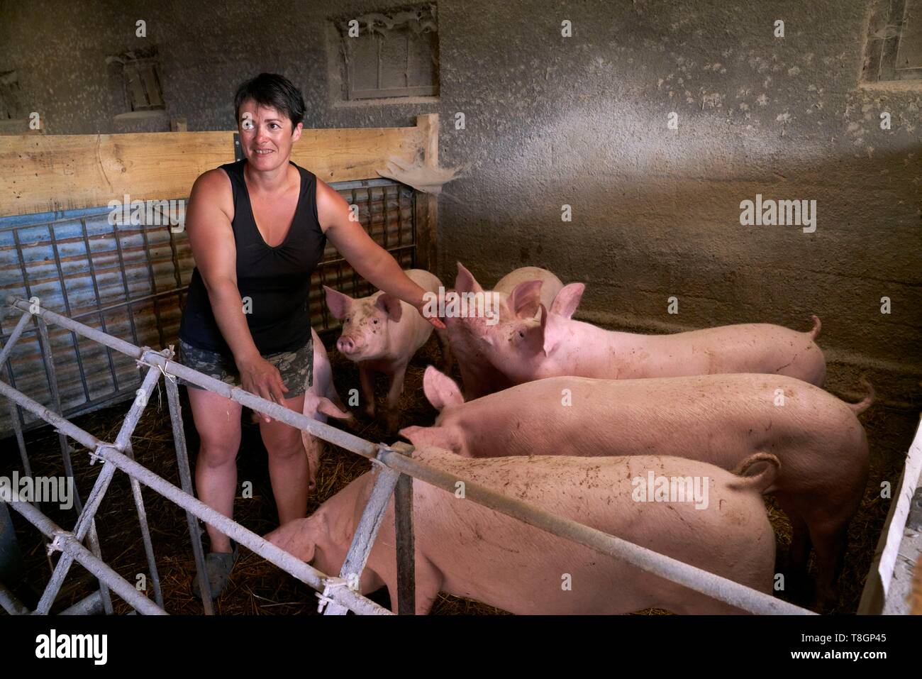 France, Hautes Pyrenees, Tournay, breeder of white pigs, Christelle Duran Carrere Pomes Stock Photo