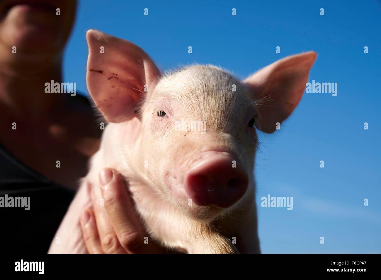 France, Hautes Pyrenees, Tournay, breeder of white pigs, Christelle Duran Carrere Pomes, portrait of a piglet Stock Photo