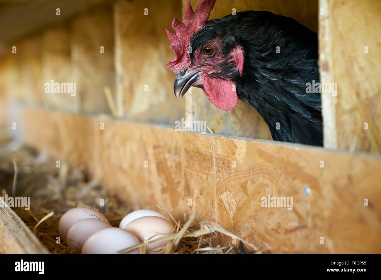 France, Hautes Pyrenees, Bouilh Devant, breeding black hens of Astarac Stock Photo