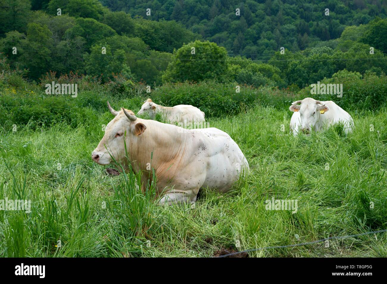 France, Hautes Pyrenees, blond cows of Aquitaine Stock Photo