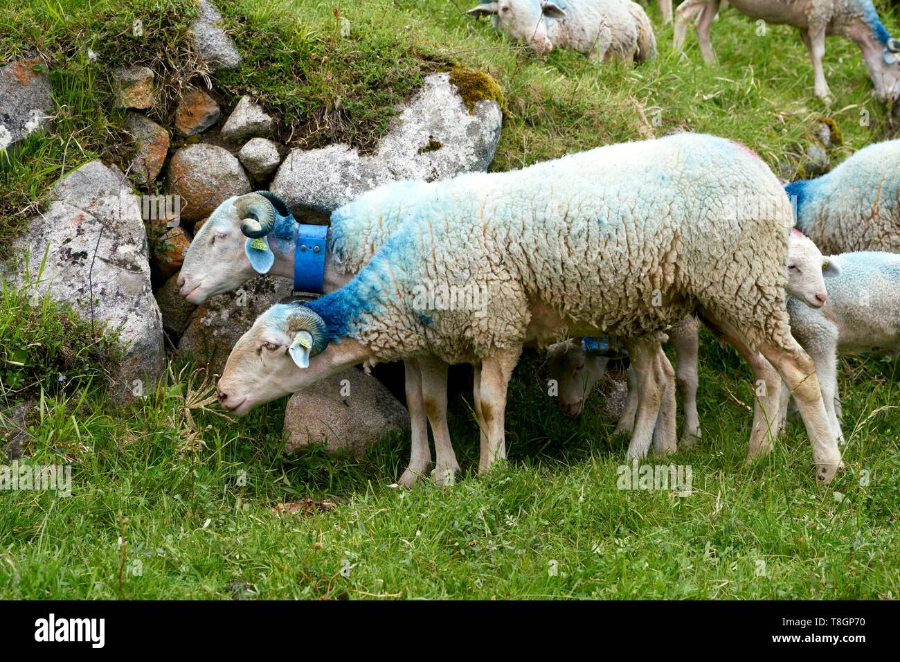 France, Hautes Pyrenees, Luz Saint Sauveur, Sheep raising Bareges Stock Photo