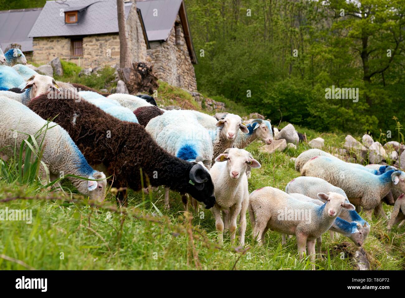 France, Hautes Pyrenees, Luz Saint Sauveur, Sheep raising Bareges Stock Photo