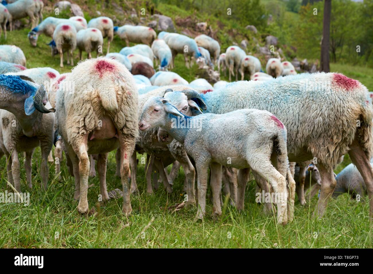 France, Hautes Pyrenees, Luz Saint Sauveur, Sheep raising Bareges Stock Photo