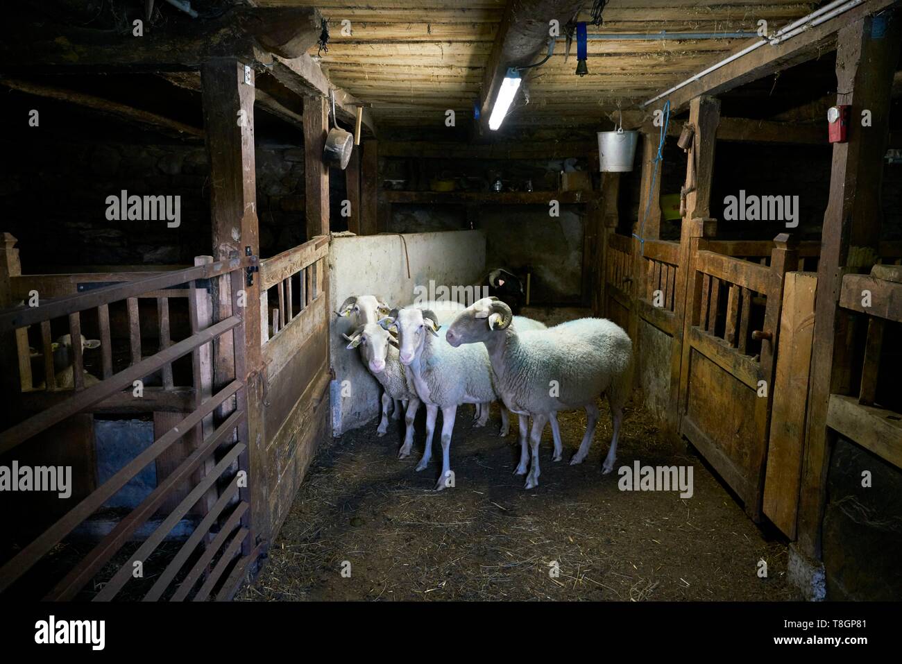 France, Hautes Pyrenees, Viella, Les Cabannes, Denis Laporte, breeder, Bareges lambs Stock Photo