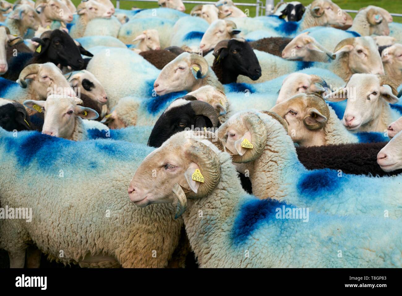 France, Hautes Pyrenees, Viella, Les Cabannes, Denis Laporte, breeder, Bareges lambs Stock Photo