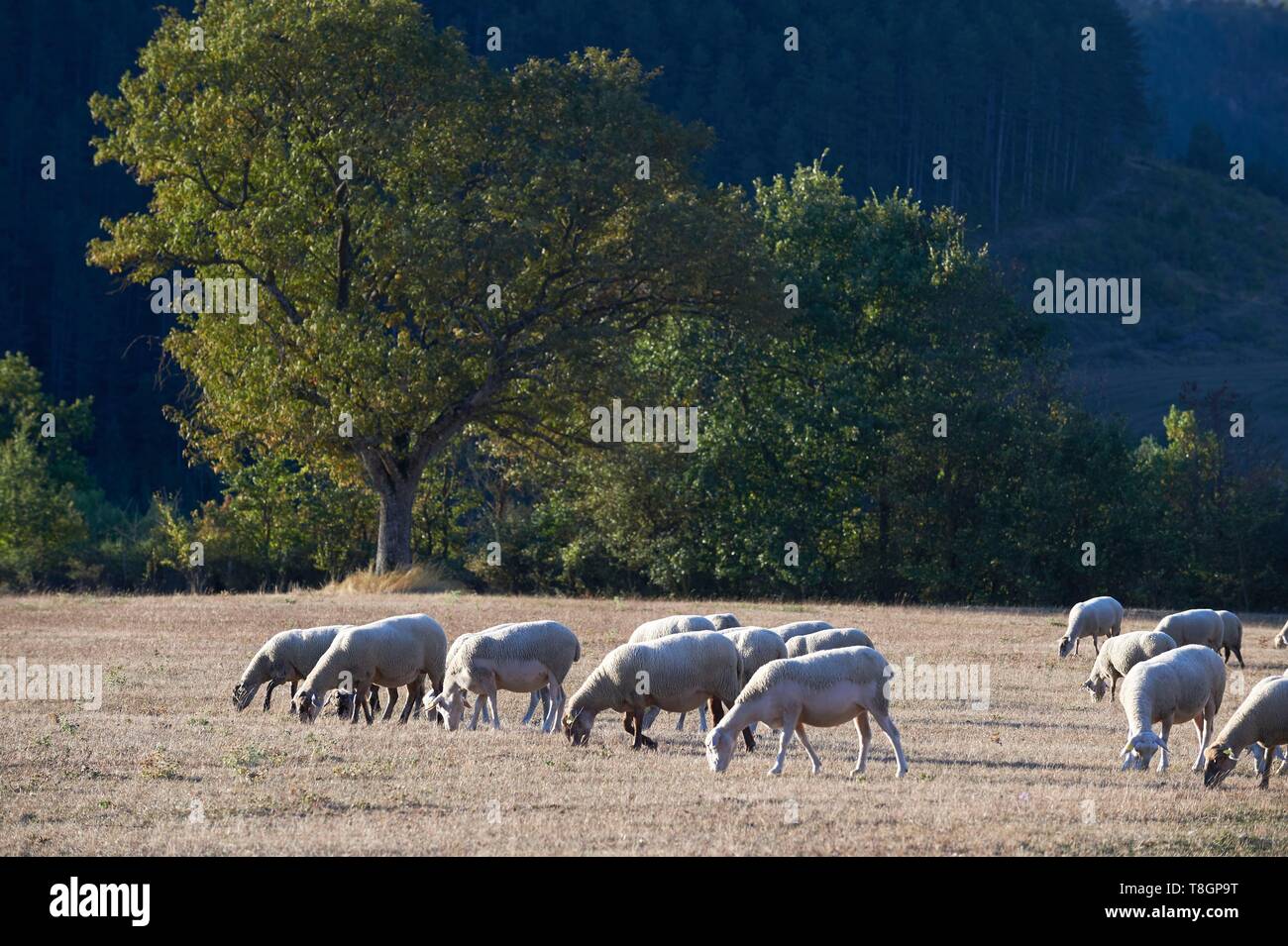 France, Lozere Marvejols Baptiste Barrere, breeder Lambs Lozere Stock Photo