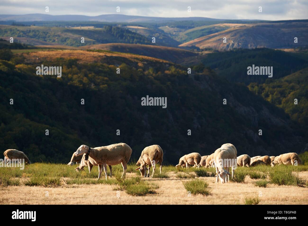 France, Lozere, Prevencheres, Hameau de la Beyssieres, Oliver Morin, Lozere Lamb Breeder Stock Photo