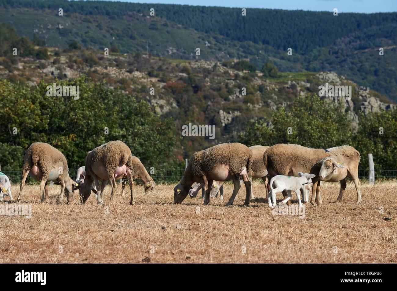 France, Lozere, Prevencheres, Hameau de la Beyssieres, Oliver Morin, Lozere Lamb Breeder Stock Photo