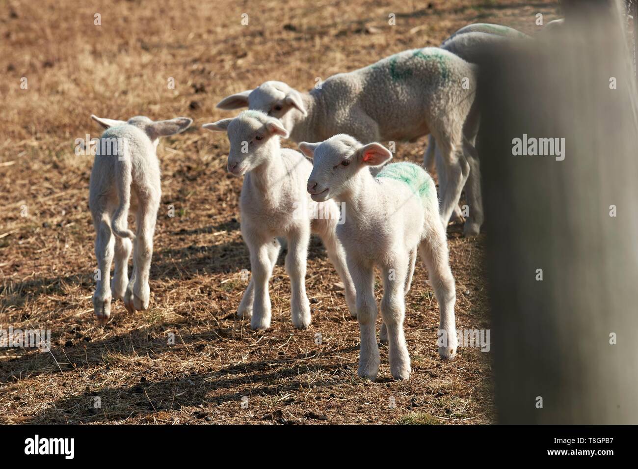 France, Lozere, Prevencheres, Hameau de la Beyssieres, Oliver Morin, Lozere Lamb Breeder Stock Photo