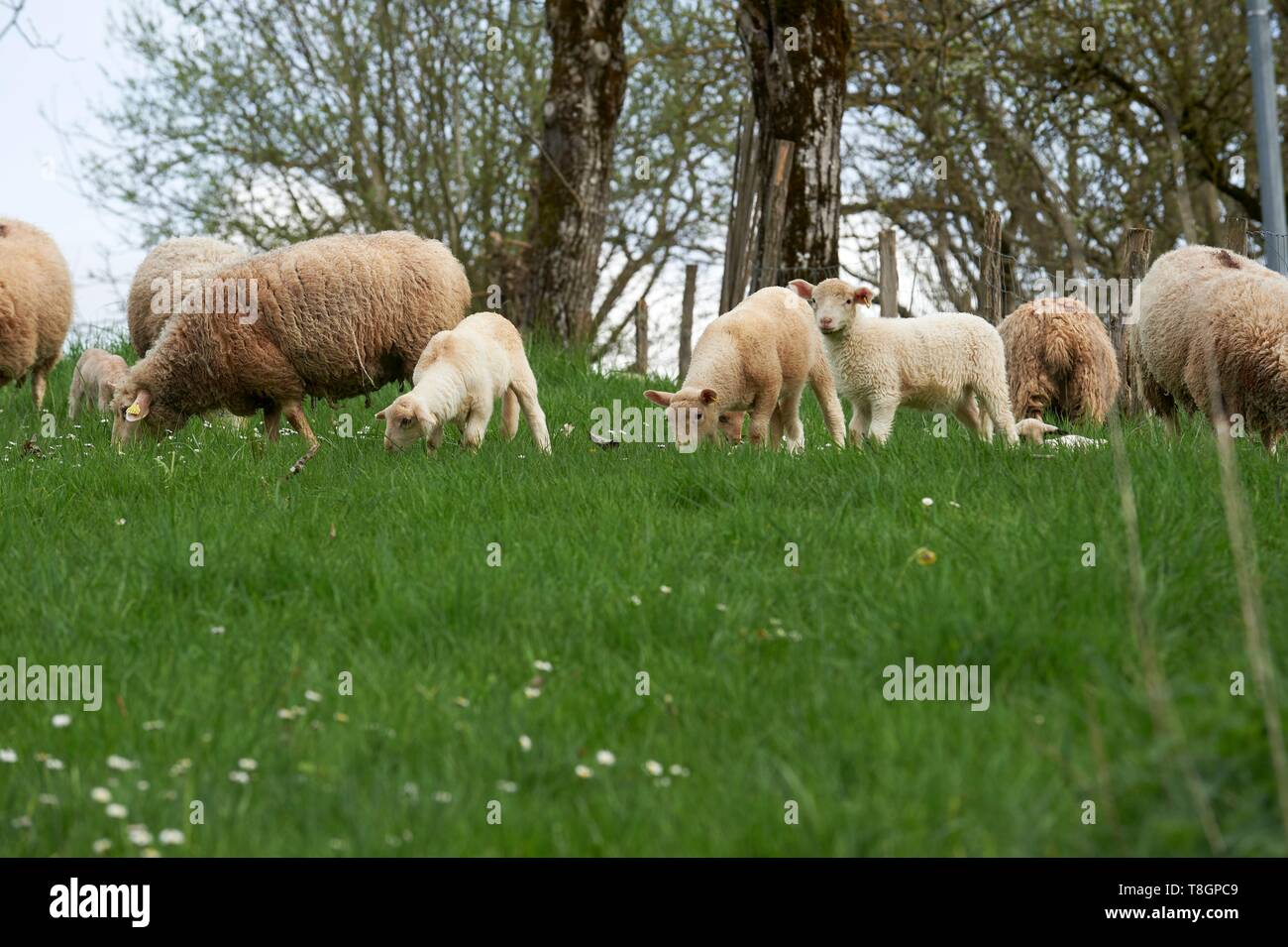 France, Lot, Rocamadour, Breeder of the Lambs of Quercy, breeder, Jean Pierre Arcoutel, Domaine de la Rhue in Rocamadour Stock Photo