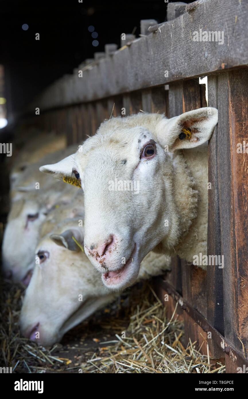 France, Lot, Rocamadour, Breeder of the Lambs of Quercy, breeder, Jean Pierre Arcoutel, Domaine de la Rhue in Rocamadour Stock Photo