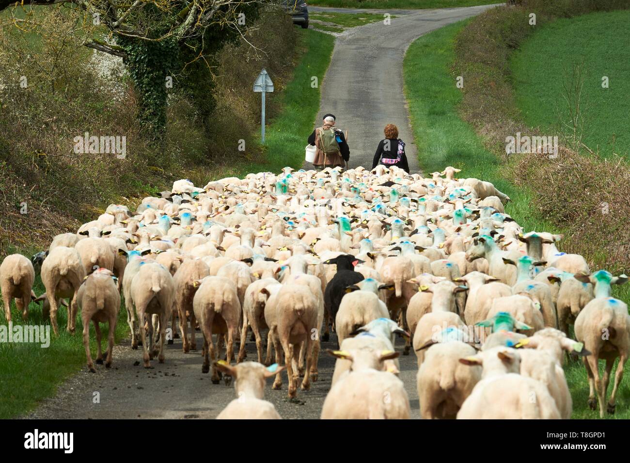France, Lot, Rocamadour, Transhumance of Lambs of Quercy, Rocamadour Luzech, departure of the barns of Bonnecoste Stock Photo