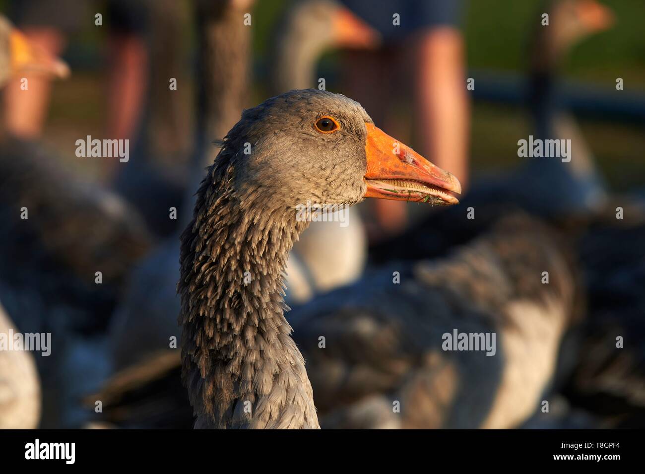 France, Gers, Montesquiou, Ferme des Grisettes, goose breeding Stock Photo