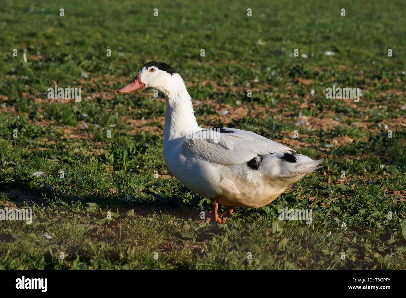 France, Gers, Lartigue, locality Baylac, Baylac farm, outdoors ducks breeding Stock Photo