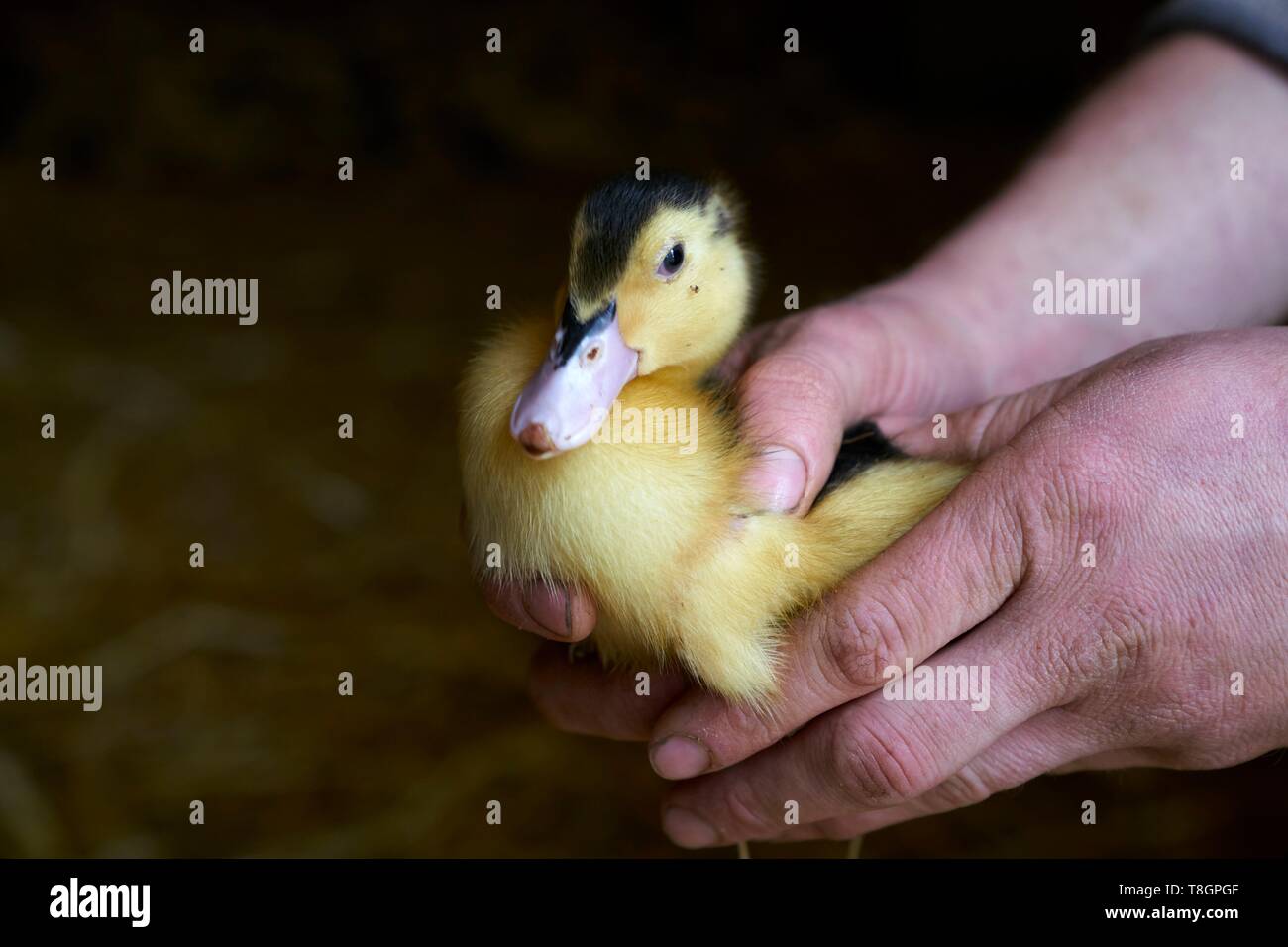 France, Gers, Lartigue, locality Baylac, Baylac farm, ducks breeding, duckling Stock Photo