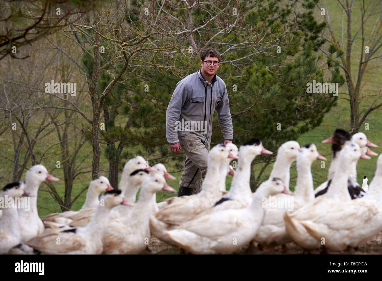 France, Gers, Lartigue, locality Baylac, Baylac farm, outdoors ducks breeding Stock Photo