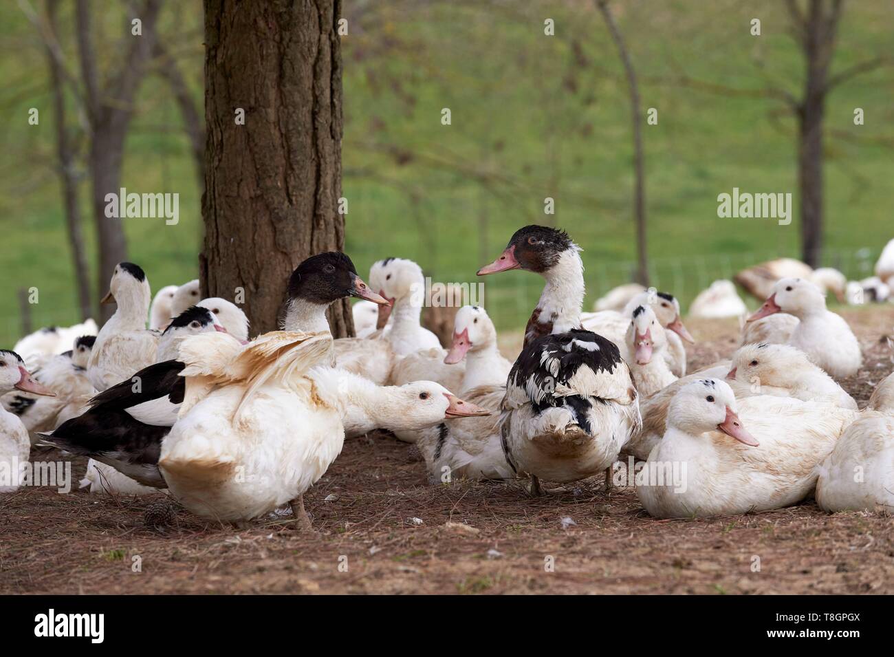 France, Gers, Lartigue, locality Baylac, Baylac farm, outdoors ducks breeding Stock Photo