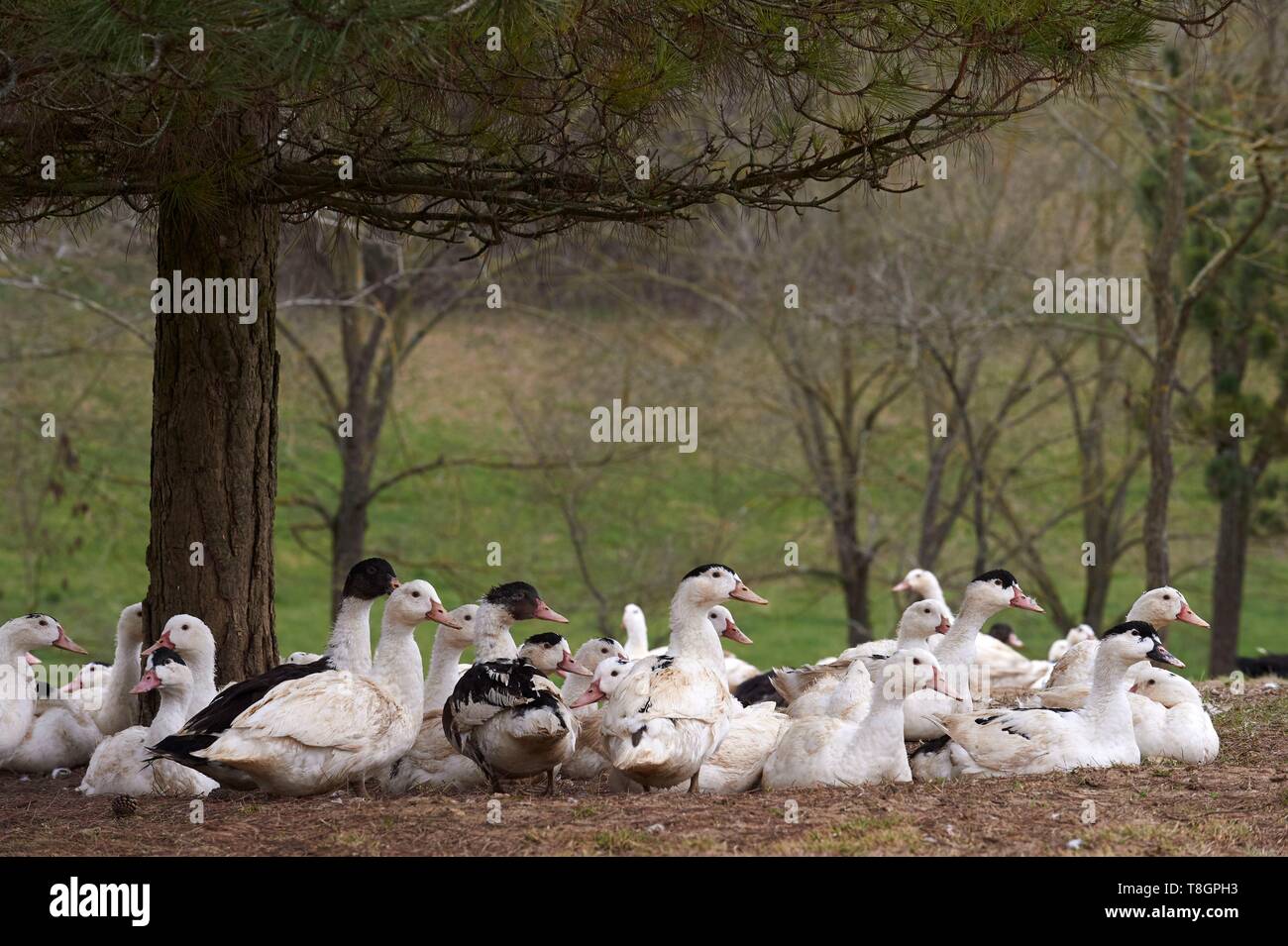 France, Gers, Lartigue, locality Baylac, Baylac farm, outdoors ducks breeding Stock Photo
